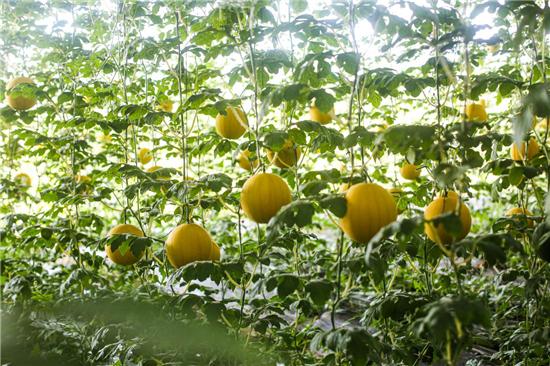 安阳内黄:新型立体瓜菜种植 鼓起增收钱袋子_fororder_图片11
